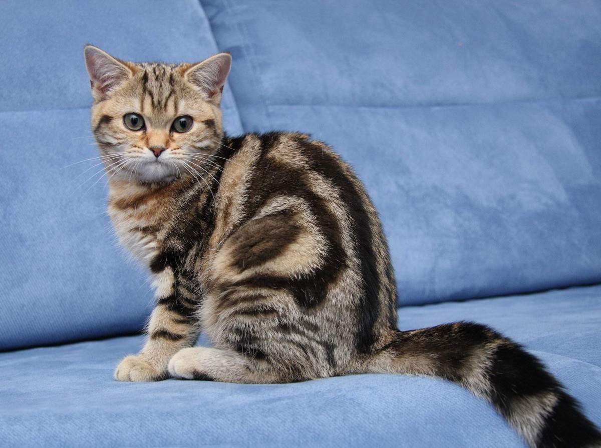 Полосатый окрас кошек