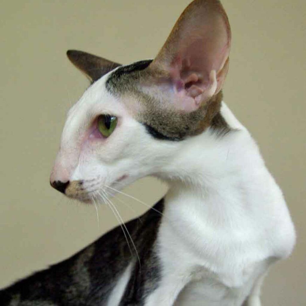 Гладкошерстные кошки с большими ушами
