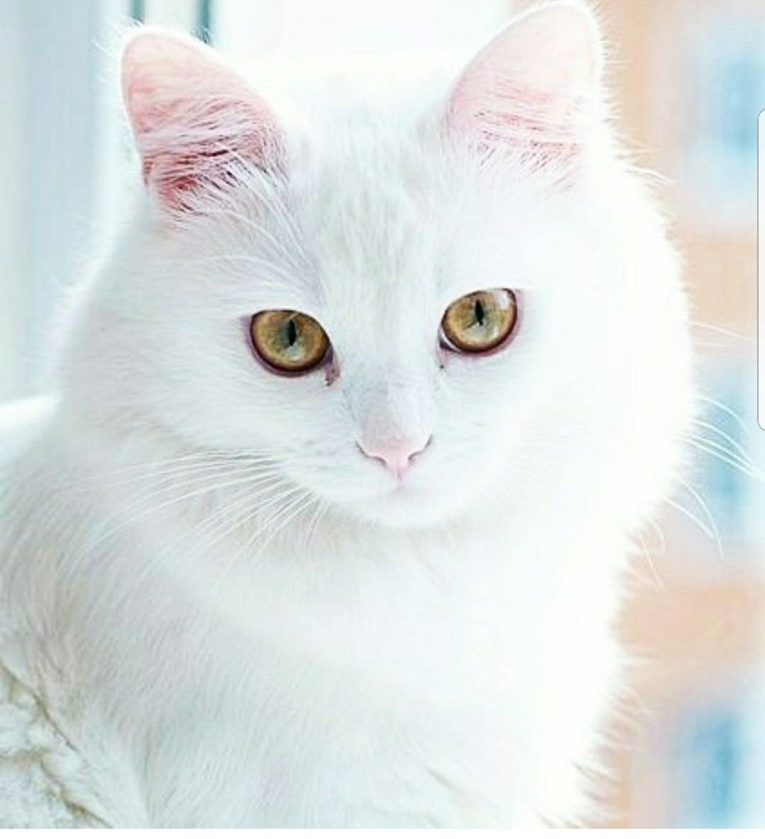 Сибирская белая с голубыми глазами кошка