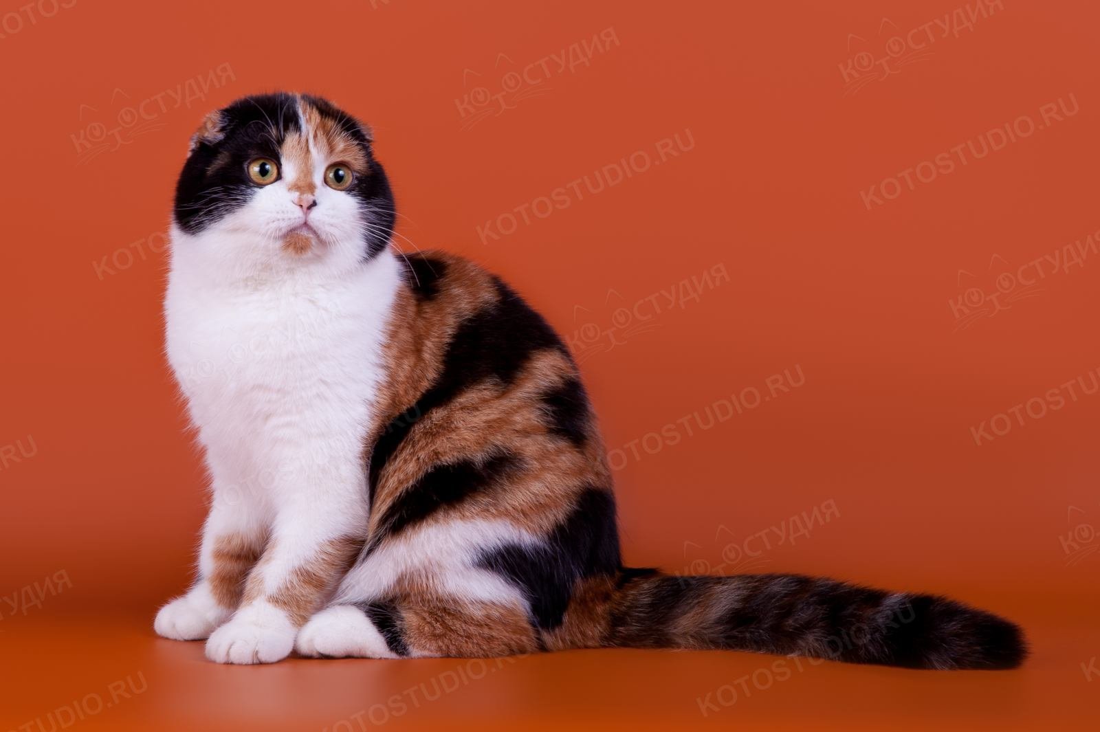 Британская трехцветная вислоухая кошка - 67 фото