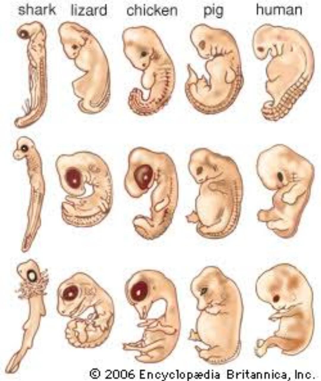 эмбрион кошки