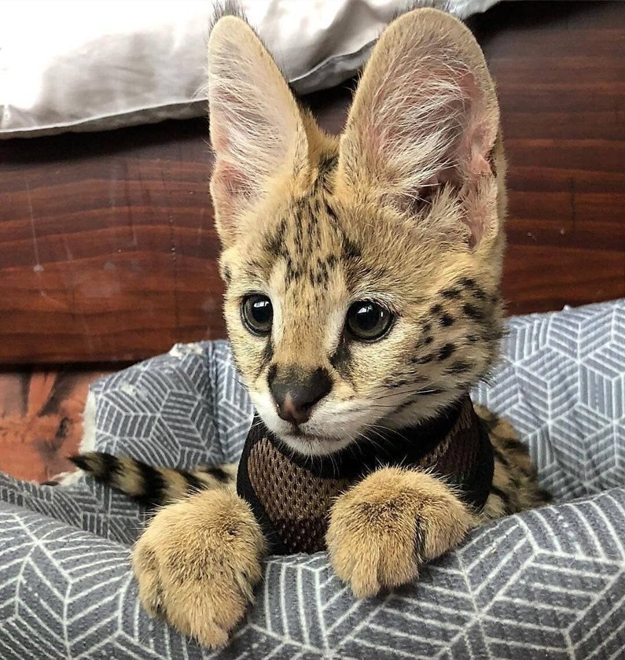 пятнистая кошка с большими ушами