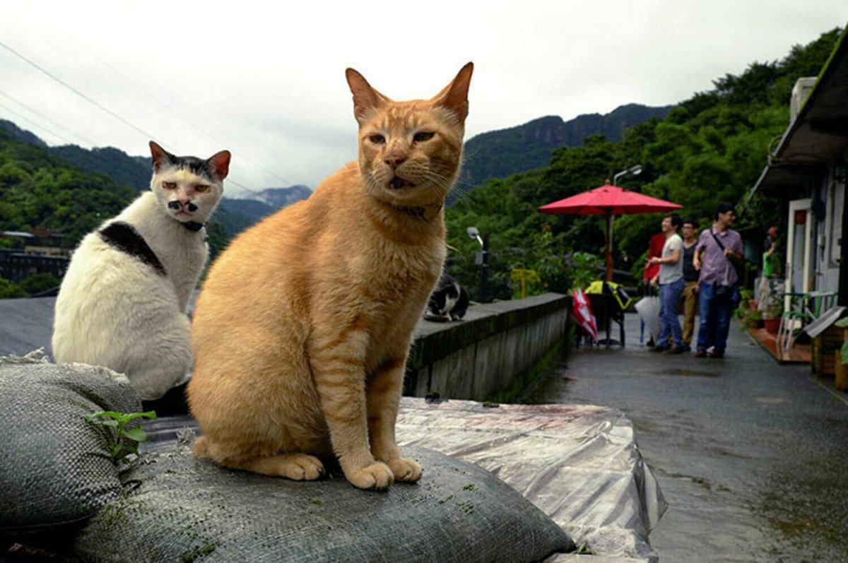 кошки и япония