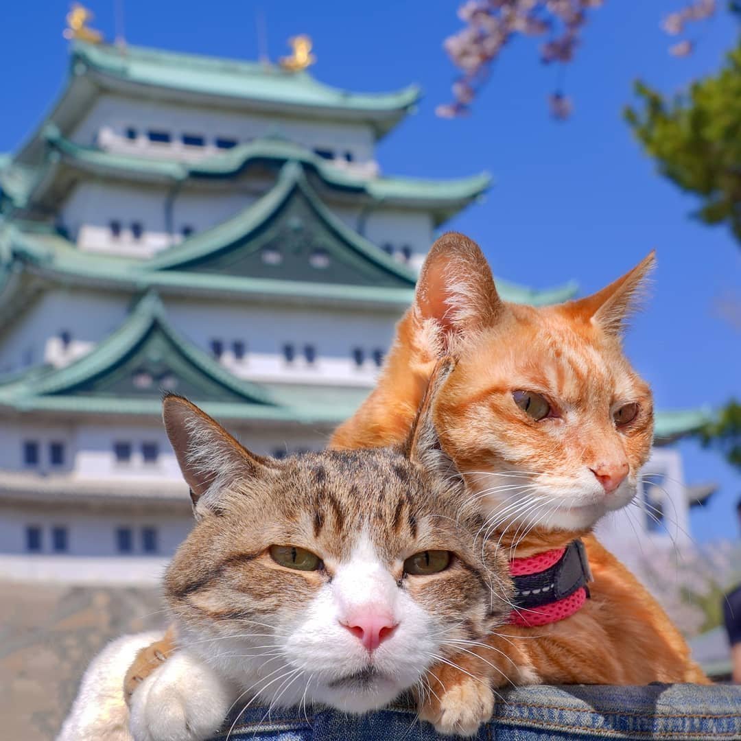 японские кошки породы фото