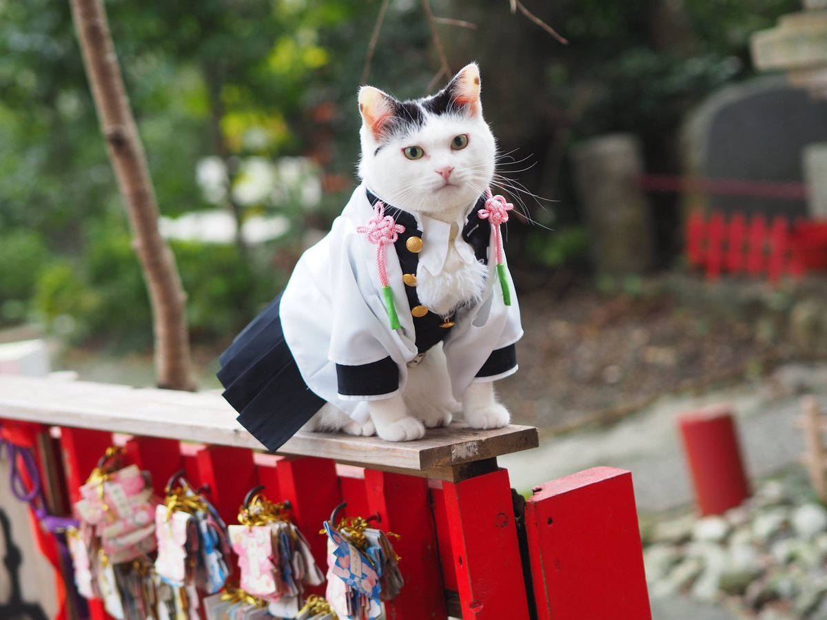 кошки и япония
