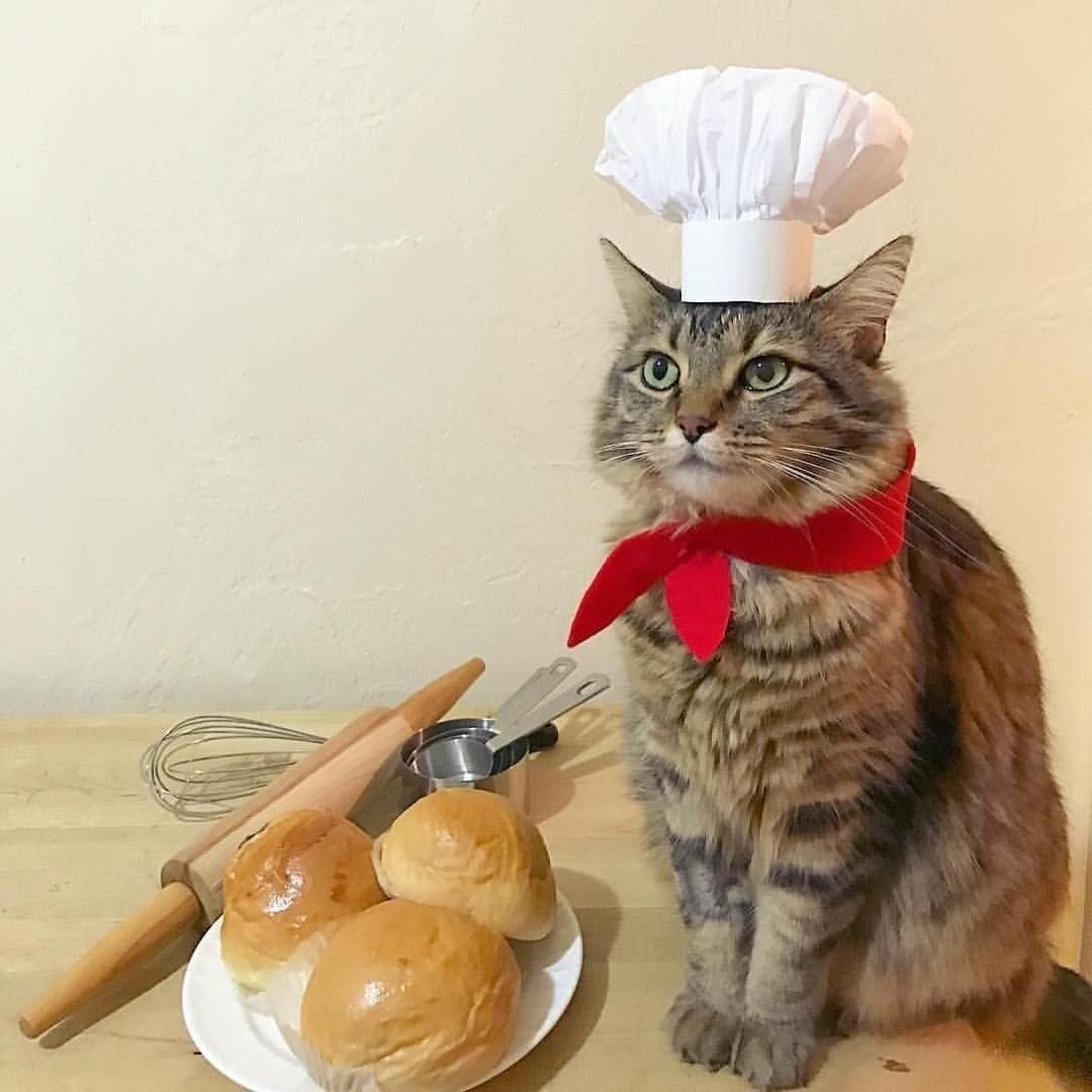 3 кота готовим. Кот в поварском колпаке. Кот повар. Кошка в поварском колпаке. Котенок повар.