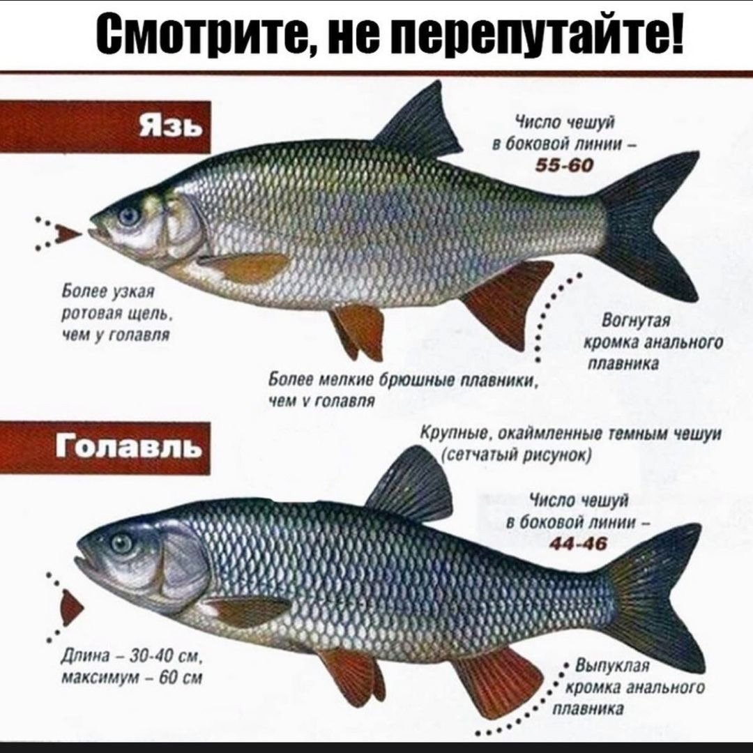 Наличие боковой линии у взрослой особи. Язь и голавль отличие. Язь плотва голавль отличия. Голавль язь жерех красноперка. Отличие язя от голавля.