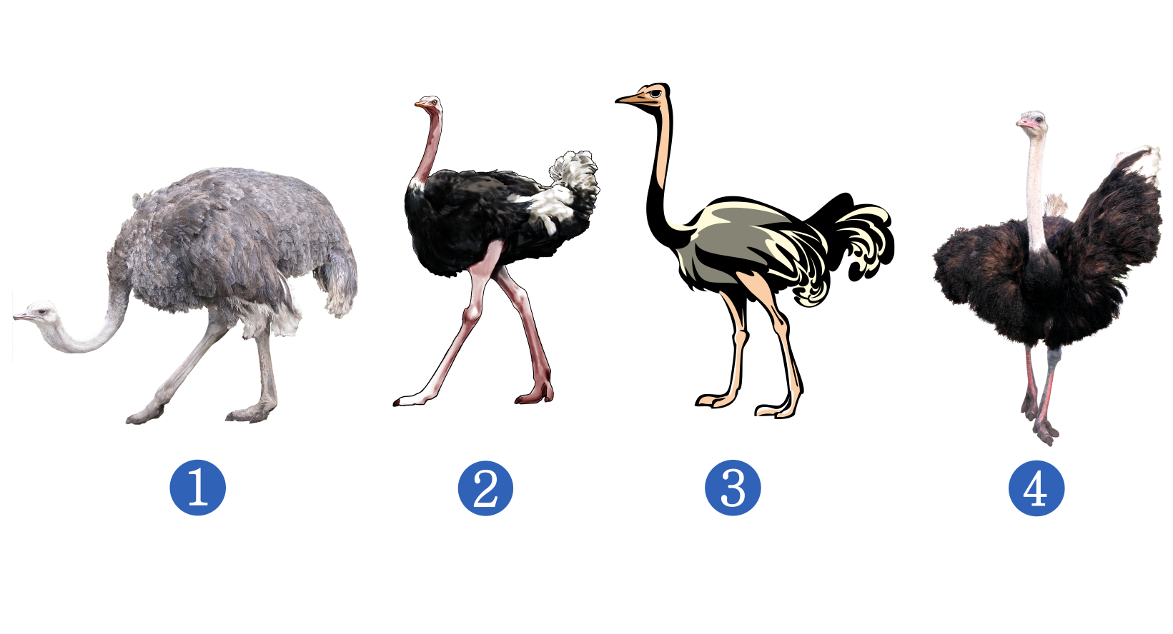 Страус согласные звуки. Африканский страус строение. Страусы представители. Типа страус. Высота страуса.