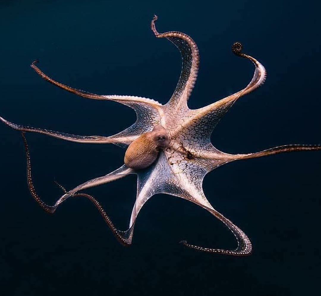 Сколько ног у осьминога. Спрут головоногий моллюск. Giant Pacific Octopus. Тихоокеанский головоногий моллюск. Глубоководные обитатели осьминог.