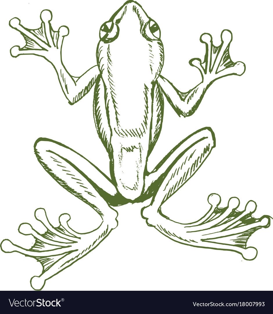 Картинка лягушка для детей