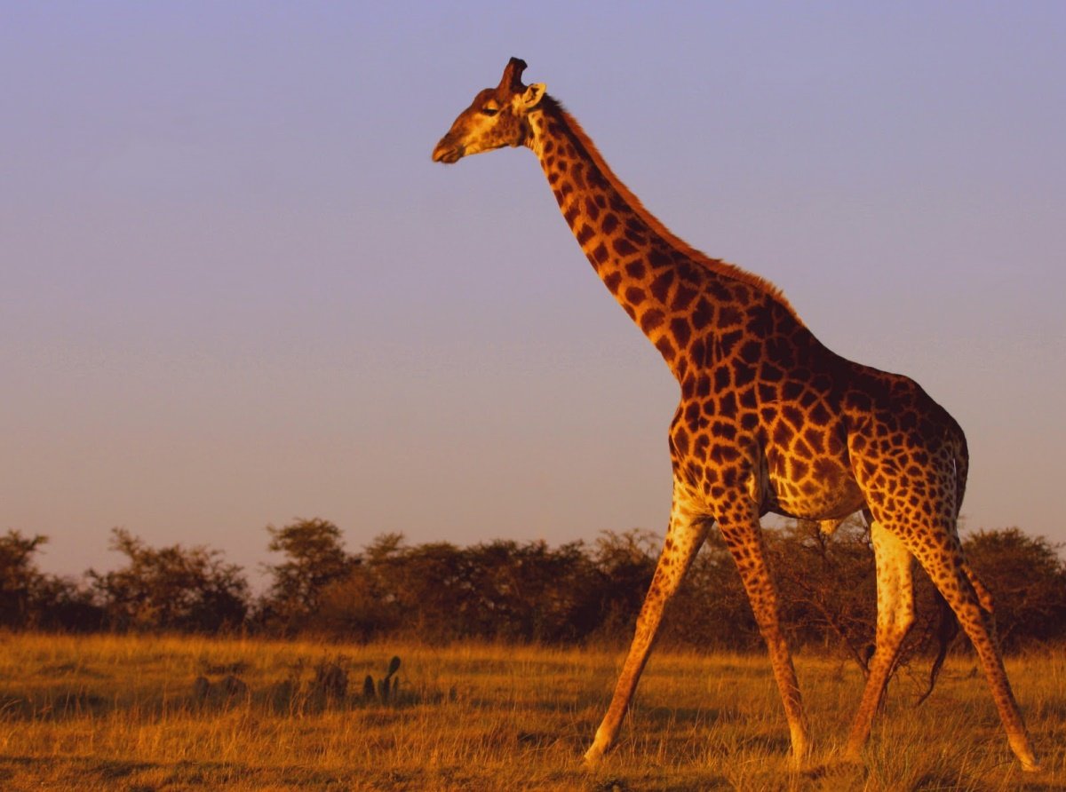 Картинка жираф