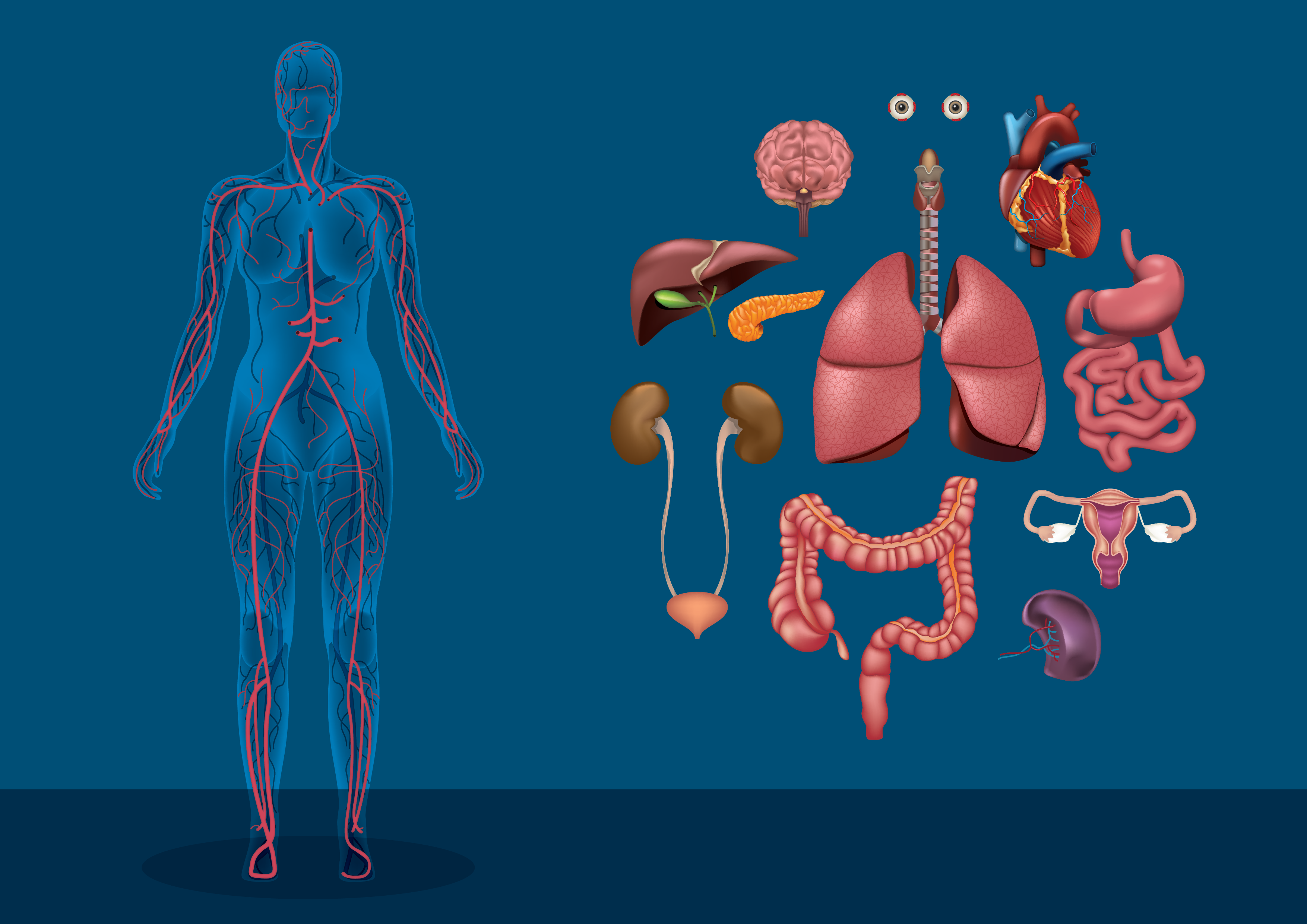 Отдельные органы человека. Внутренние органы. Организм человека без органов. Анатомия человека полностью.