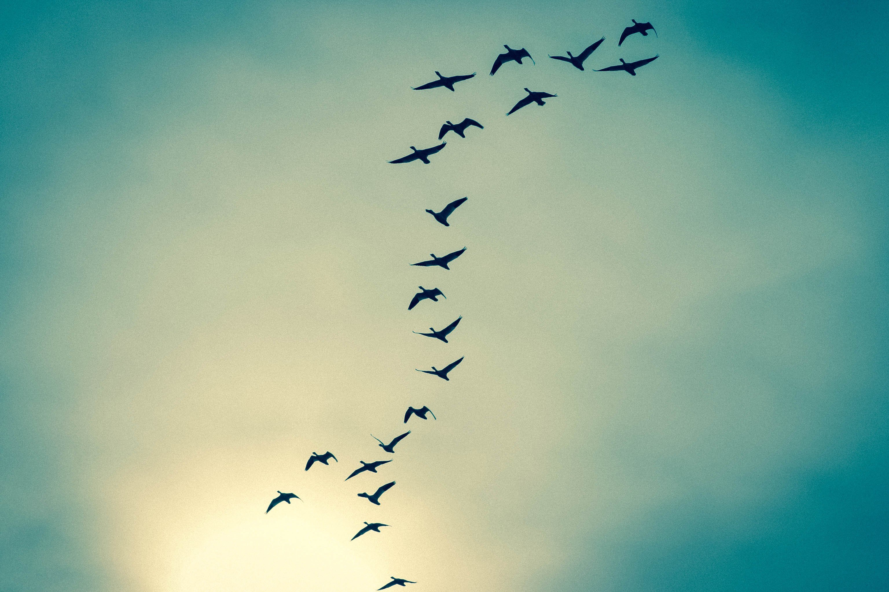 Глянь на небо птички летят колокольчики. Птицы в небе. Стая птиц. Птица в полете. Красивое небо с птицами.