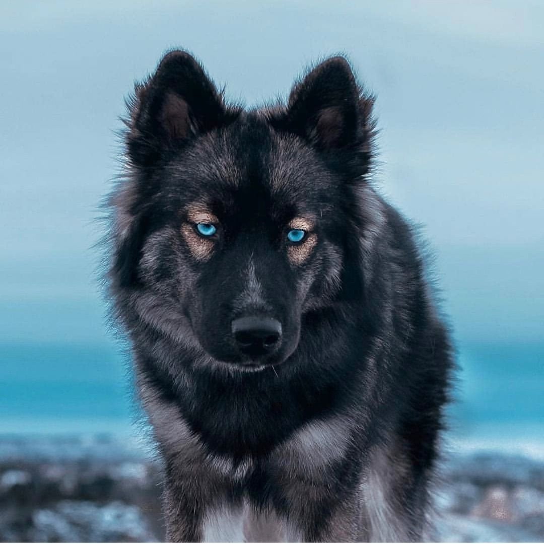 Порода собак агути - 68 фото