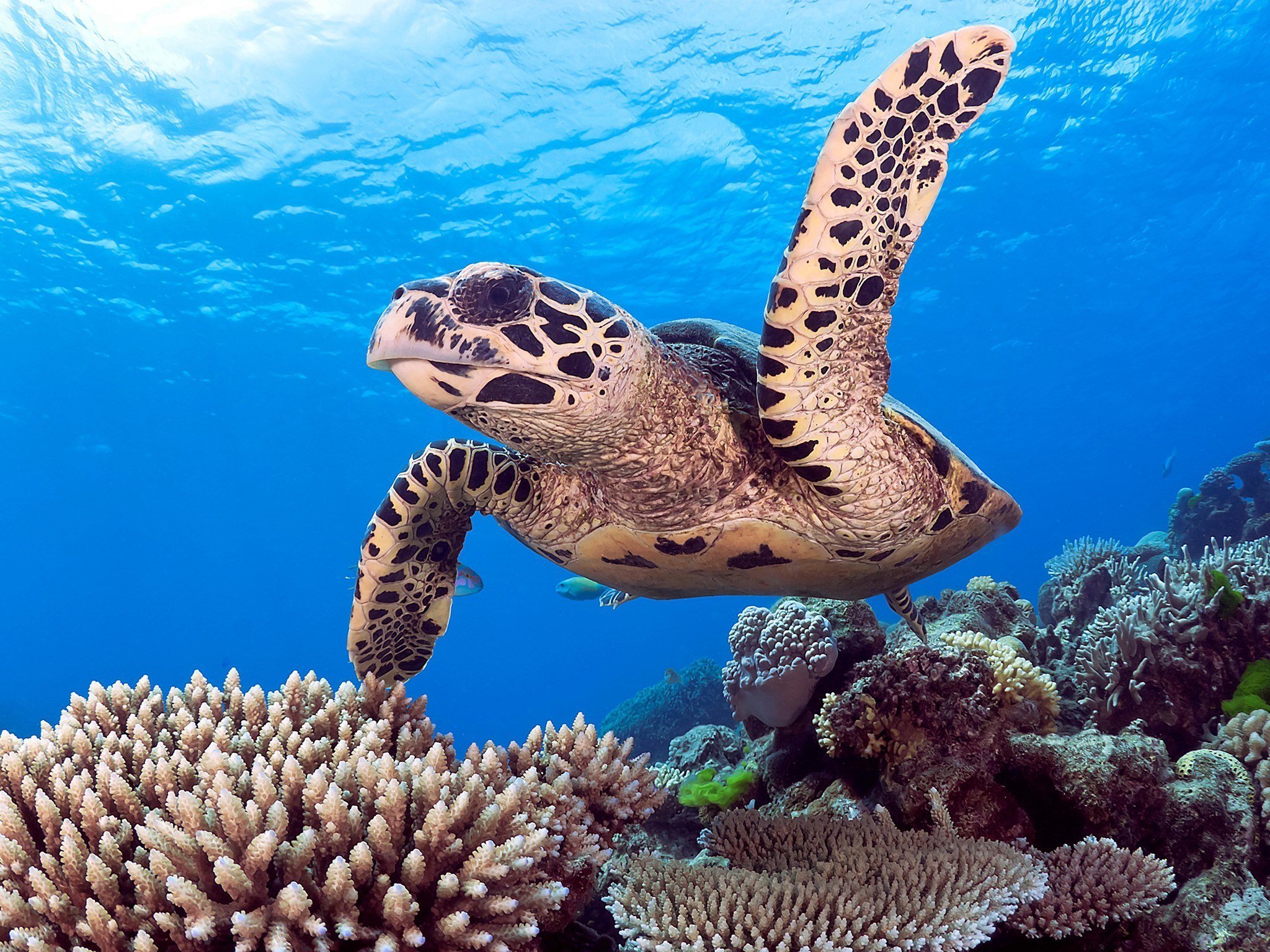 Живые обитатели океана. Большой Барьерный риф Австралия. Большой Барьерный риф черепахи. Морской парк большого барьерного рифа. Большой Барьерный риф Австралия рыбы.