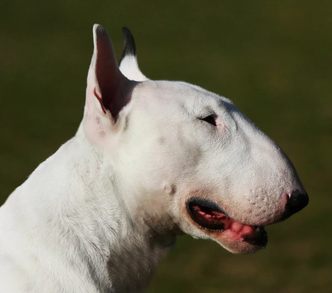 Собака с вытянутым носом - 68 фото