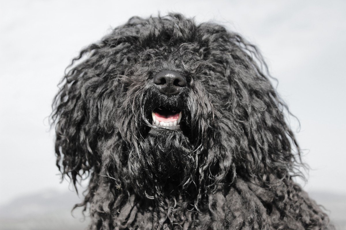 Черная большая лохматая собака - 66 фото