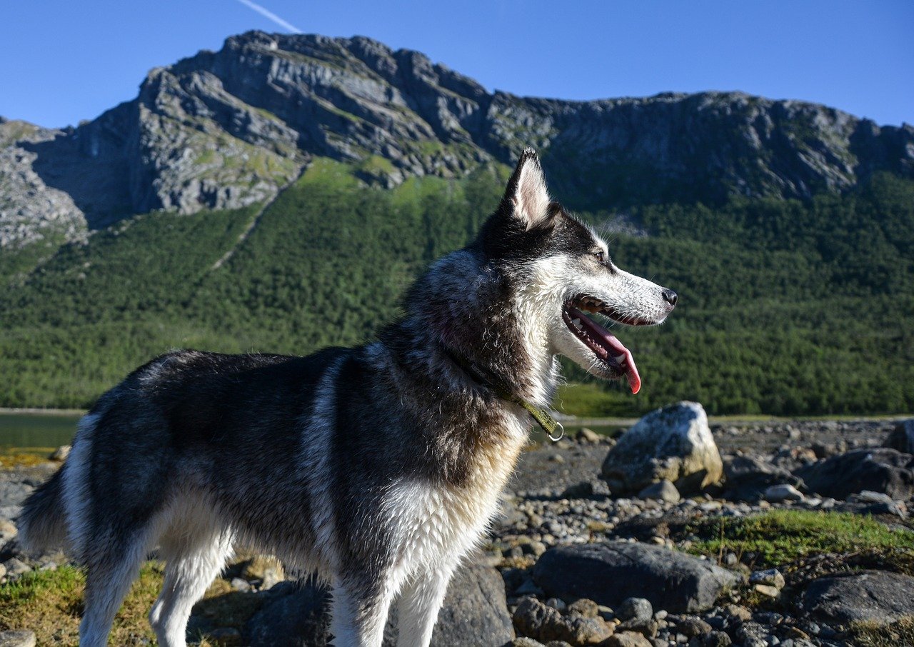 Собака горно алтайск. Горный хаски Монти. Горная собака. Собака в горах. Собака на природе.