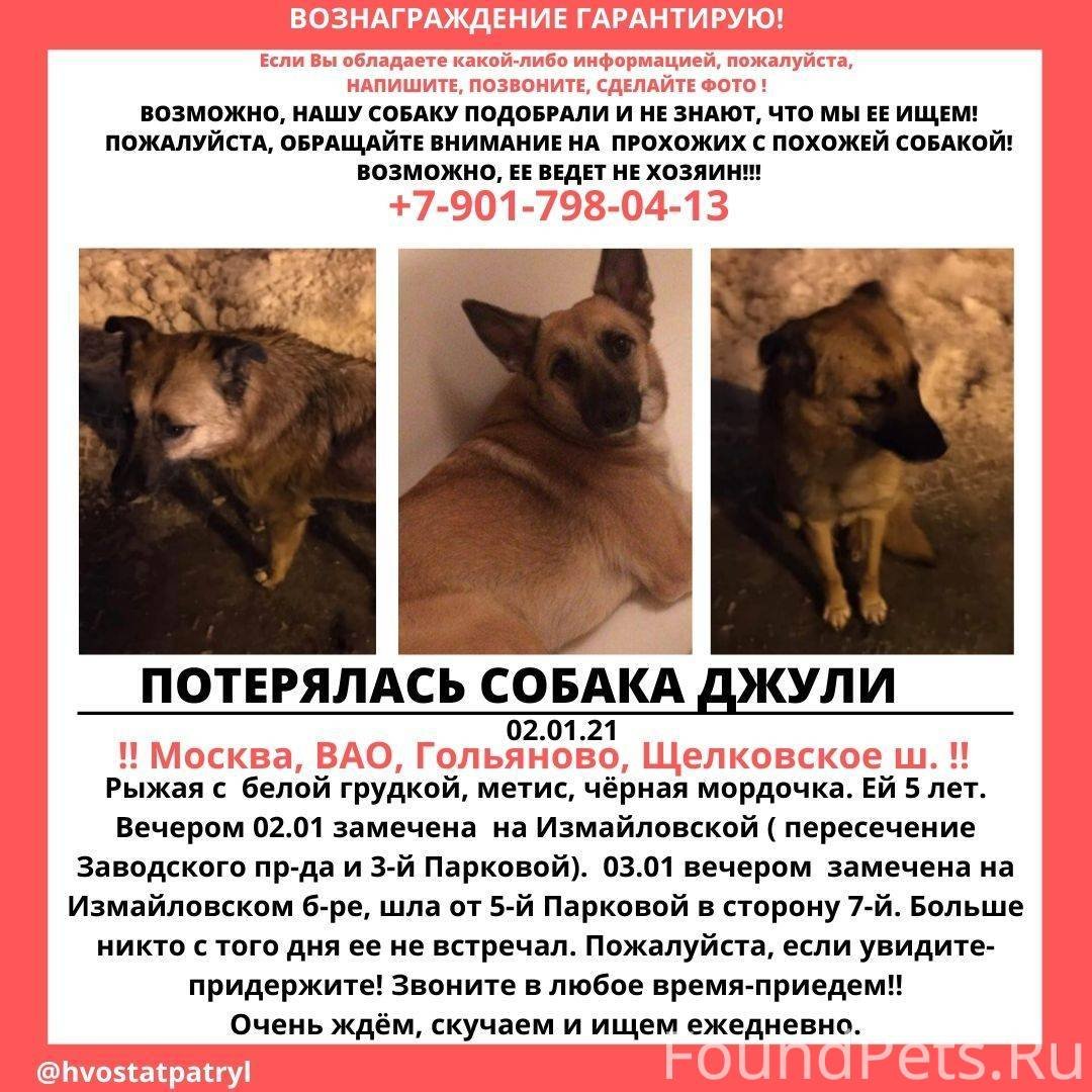Потерянные собаки москва и область. Потерялась собака Москва. Потерялась собака объявления. Объявление пропала рыжая собака. Пропала собака метис.