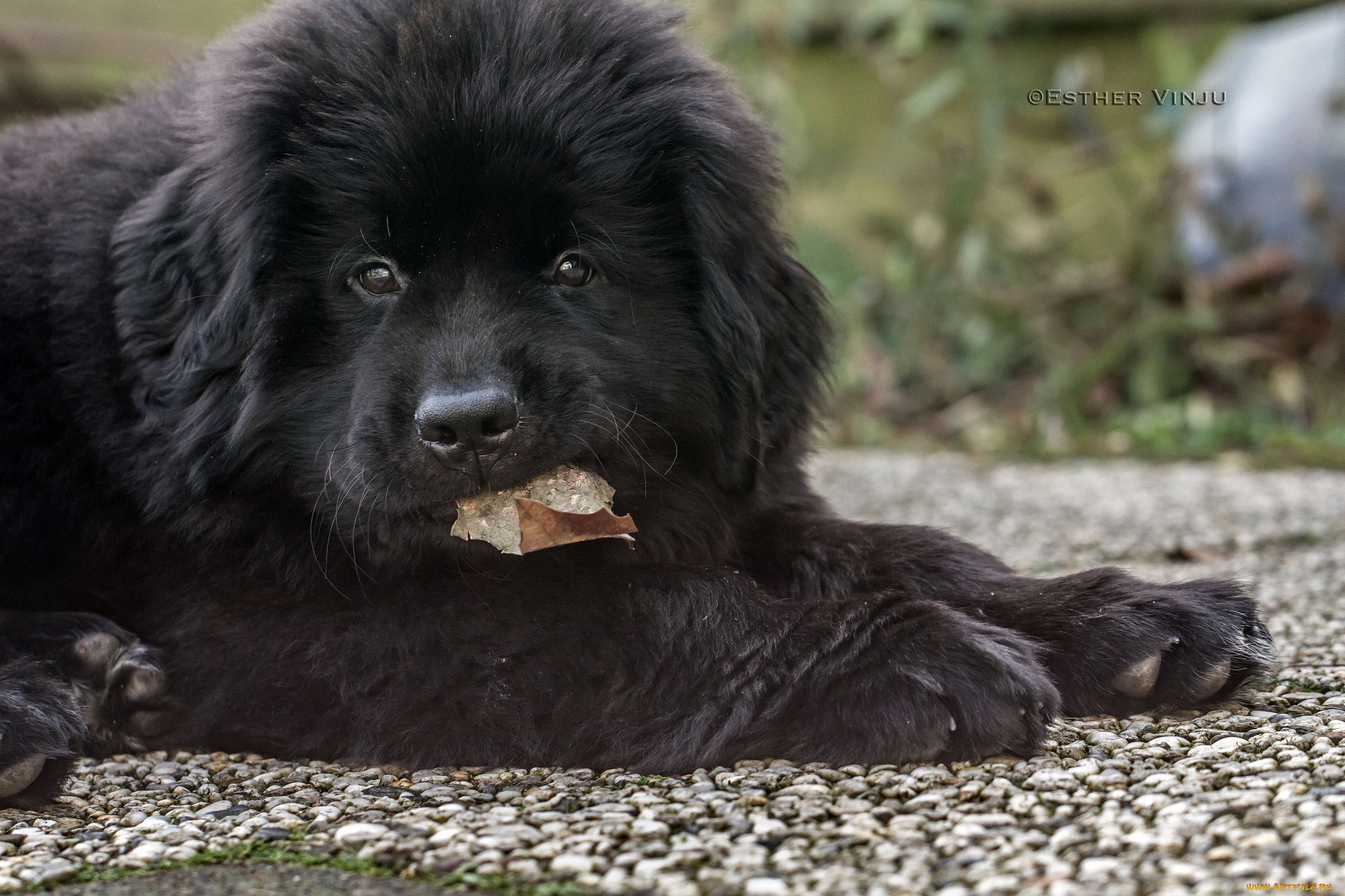 Собака черная большая пушистая - 51 фото
