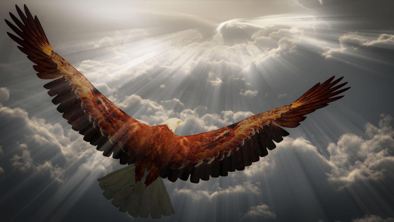 Картинка орел в небе - 58 фото