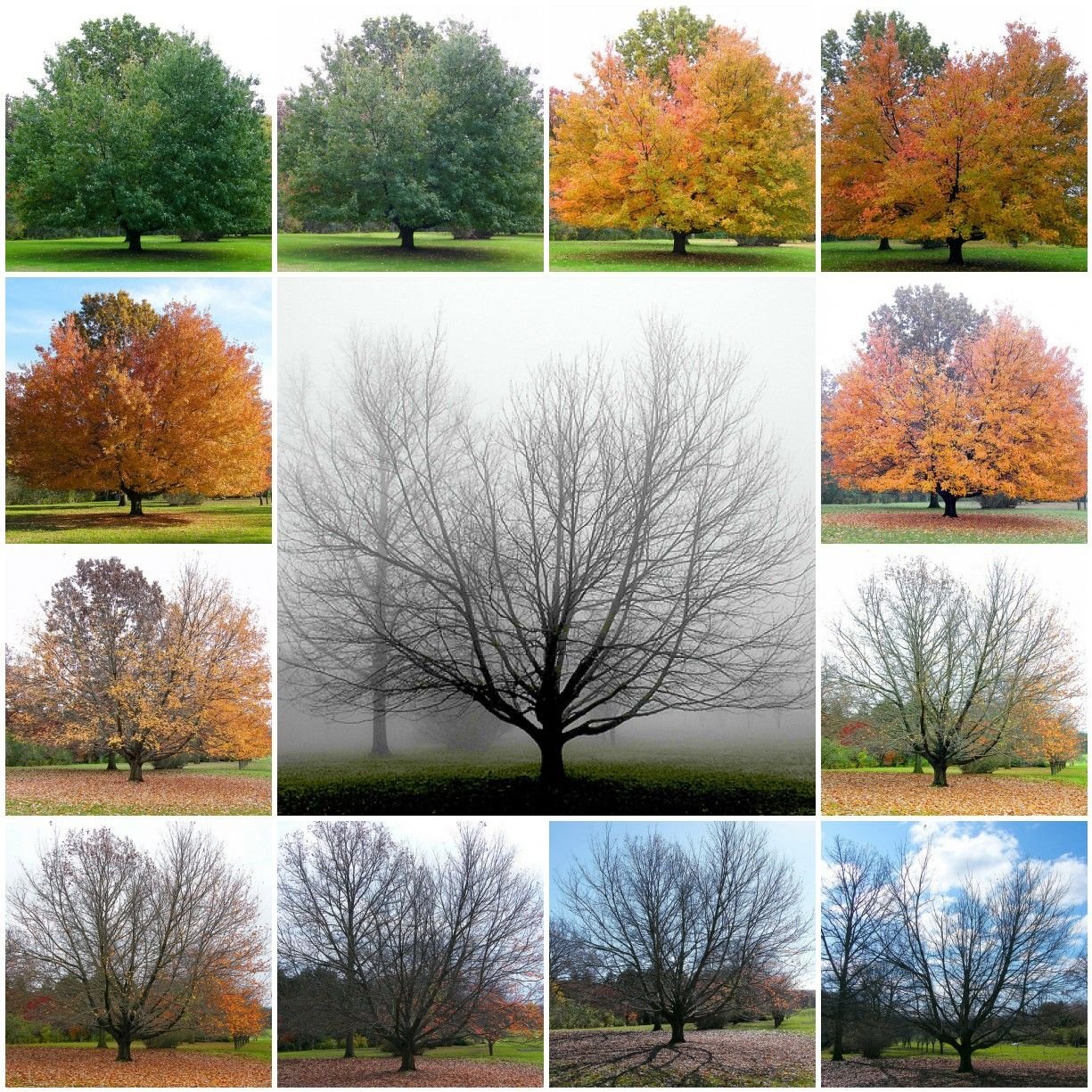 Seasons in russia. Пейзаж по временам года. Пейзаж в Разное время года. Дерево в разные времена года. Поры года.