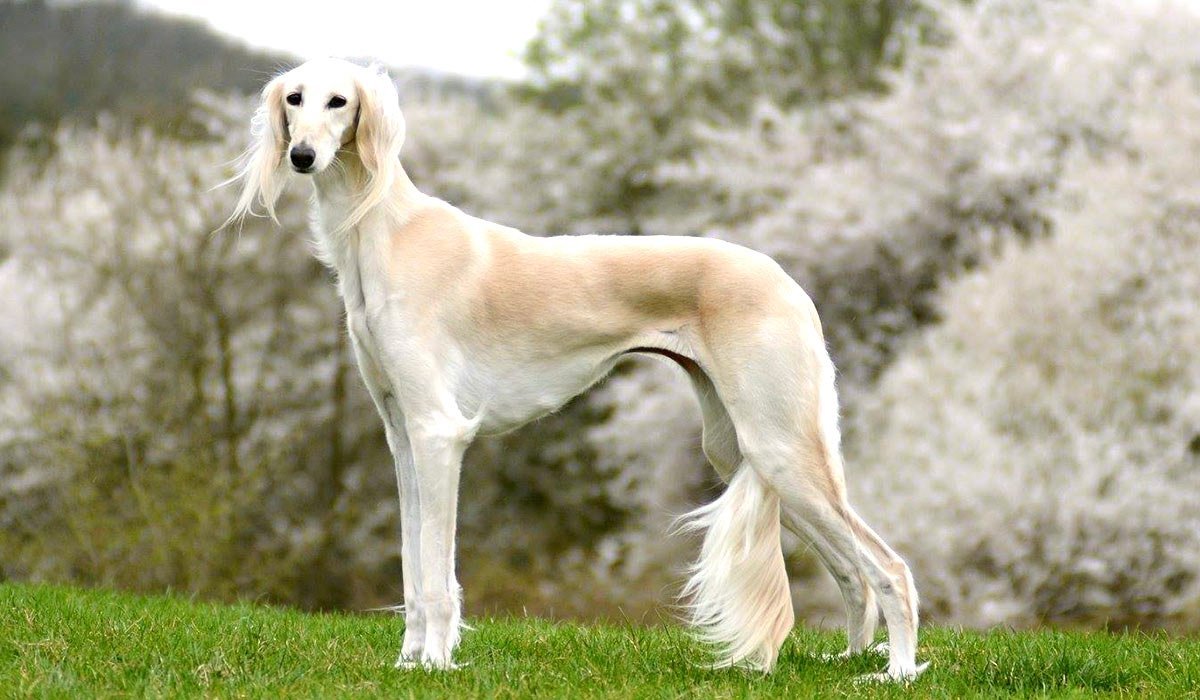 Собака с длинными лапами - 68 фото