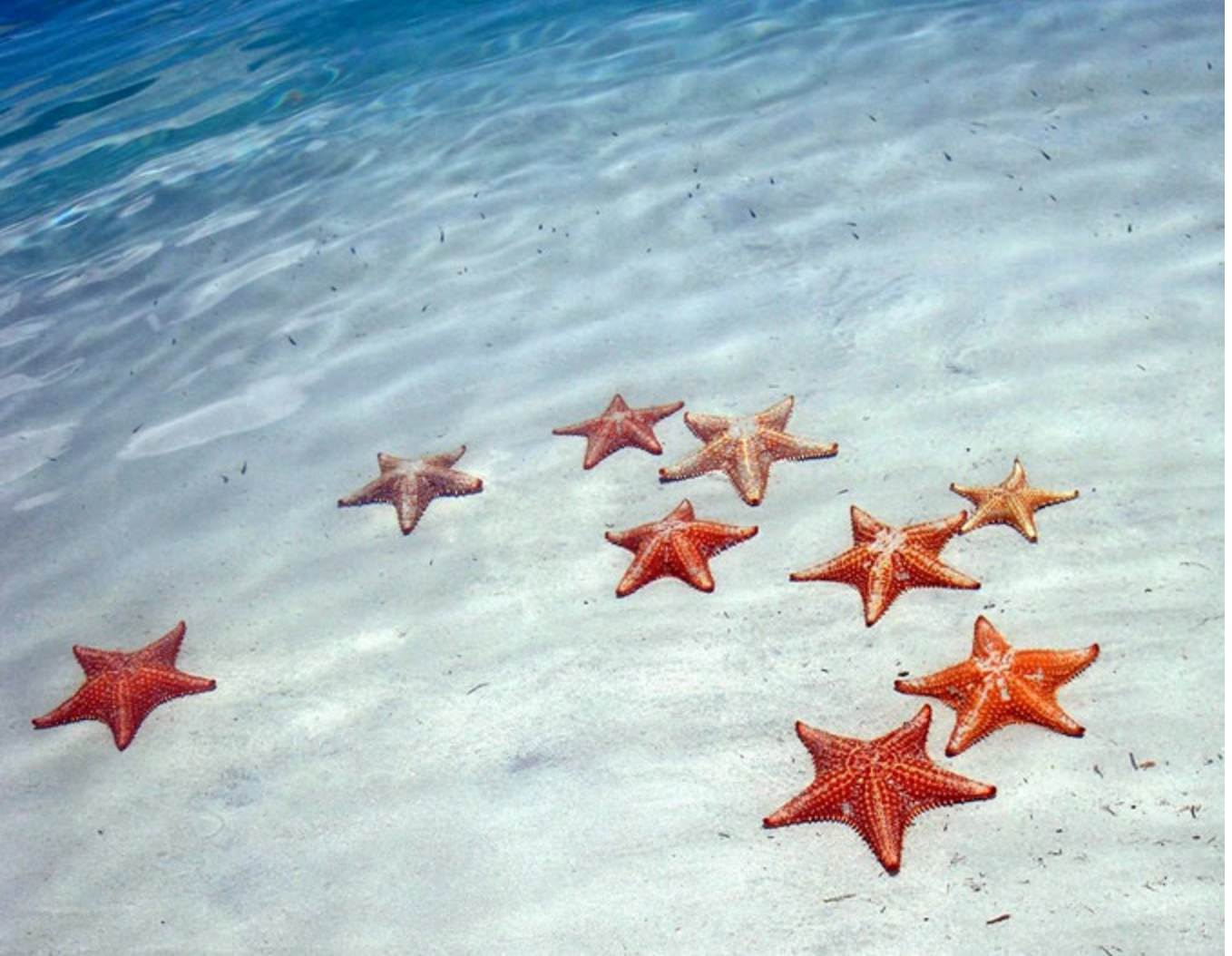День морской звезды. Морская звезда Фукуок. Морская звезда бризингида. Морская звезда в море. Морская звезда на берегу моря.