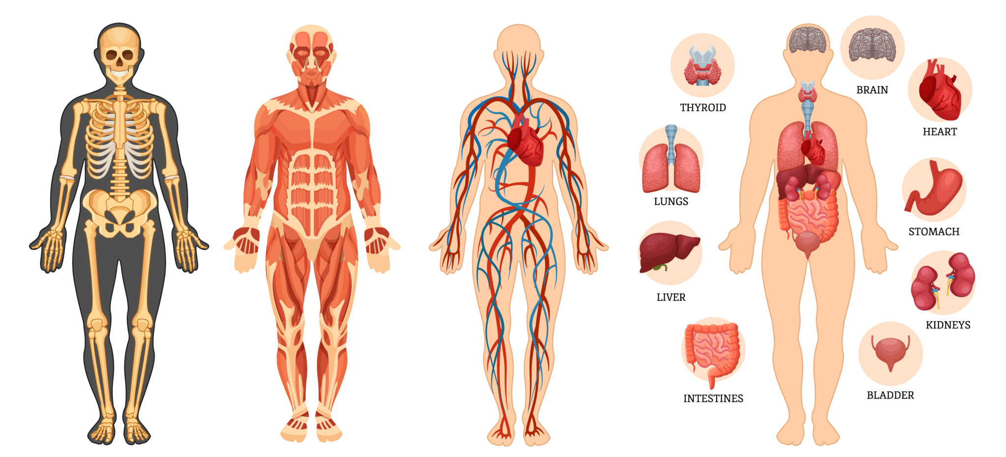 Строение тела органы. Скелет человека мышцы внутренние органы. Анатомия человека внутренние органы для детей. Строение человека в полный рост. Человек с органами в полный рост.