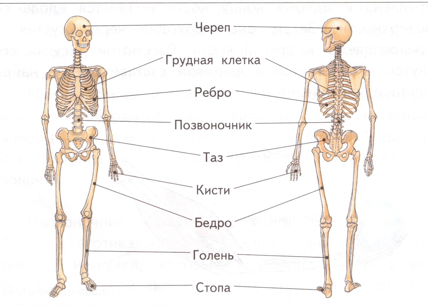 Части человека 4 класс окружающий мир впр. Скелет человека строение 4 класс. Строение скелета человека начальная школа. Основные кости скелета человека 4 класс. Кости скелета человека 3 класс окружающий мир.