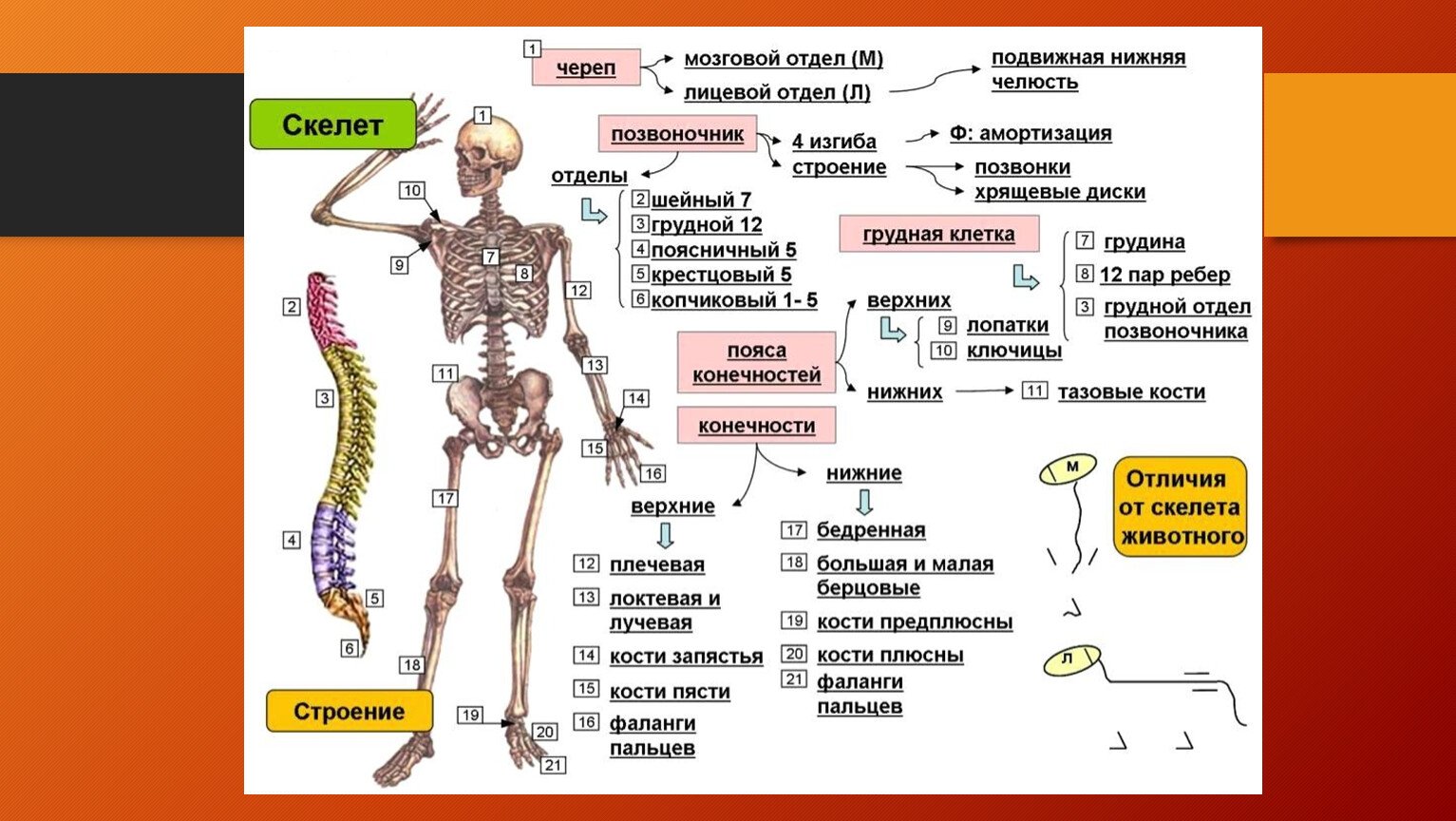 7 отделов скелета. Строение скелета человека ЕГЭ биология. Схема строения скелета человека по отделам. Костная система человека схема. Кости скелета строение скелета 8 класс биология.