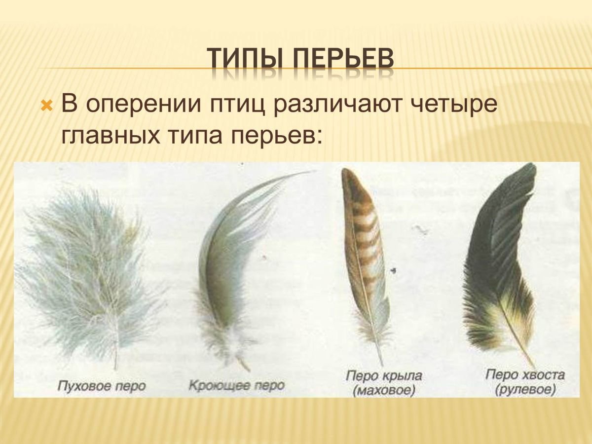 Длинные ресницы, клубничные перья и королевские хохолки. 10 фото самых ярких птиц мира