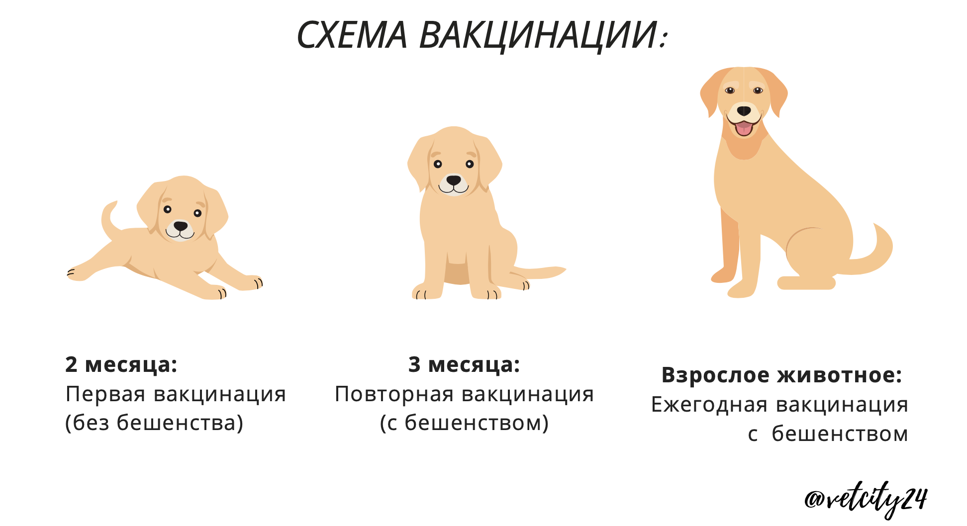 Схема глистогонки кошек