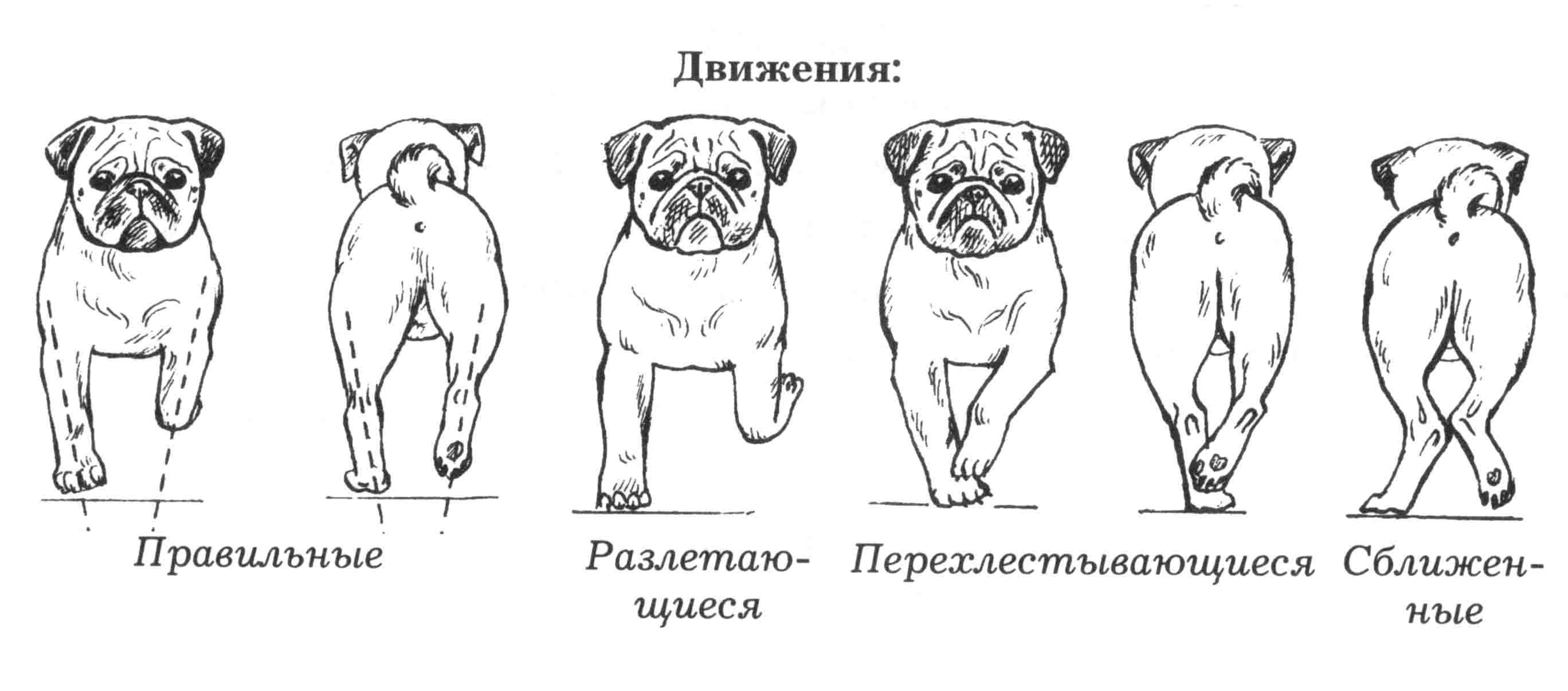 До скольки у собак течка