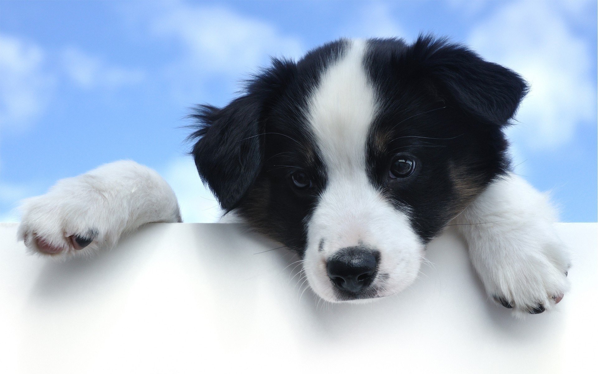 Собака маленькая черно белая - 63 фото