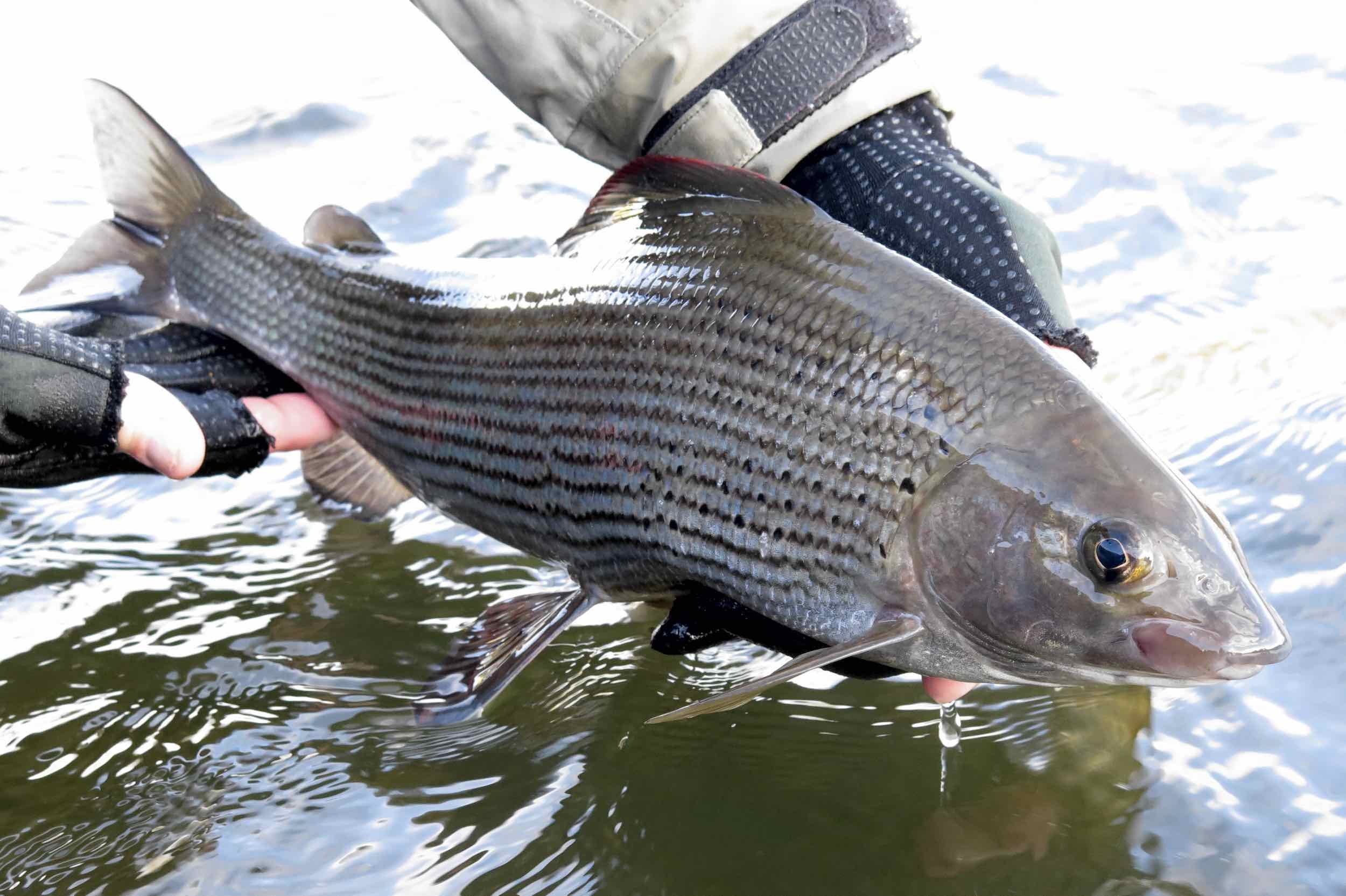 Fish near me. Хариус Ладога. Хариус Карельский. Рыба Ладоги. Рыба хариус Карельский.