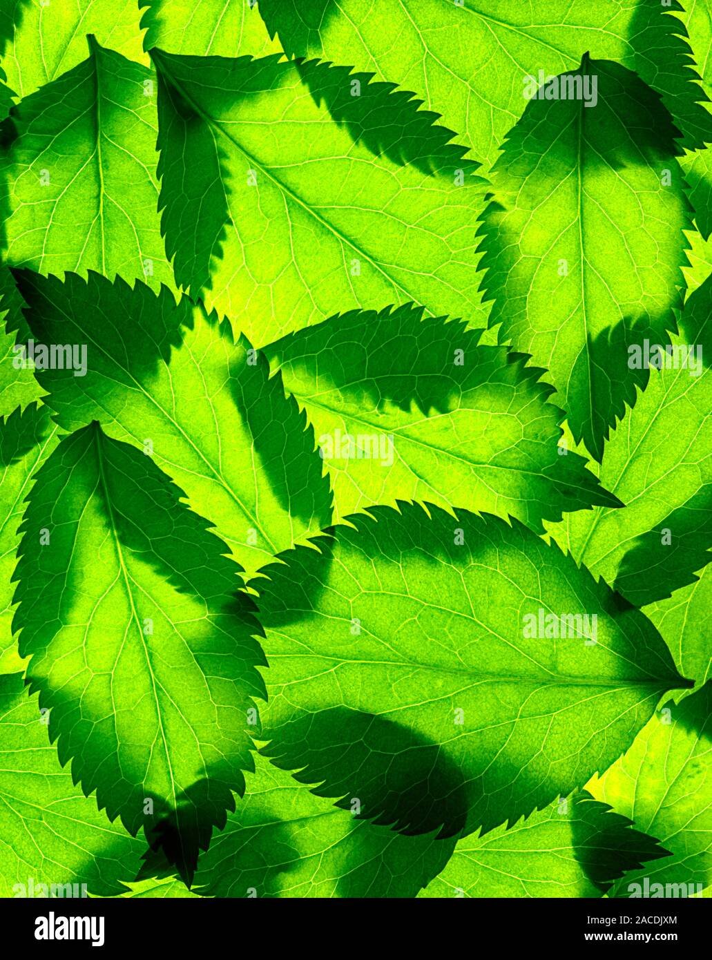 Листочки зеленого цвета. Зеленый лист. Лист зеленого цвета. Красивые зеленые листья. Цвет зеленой листвы.