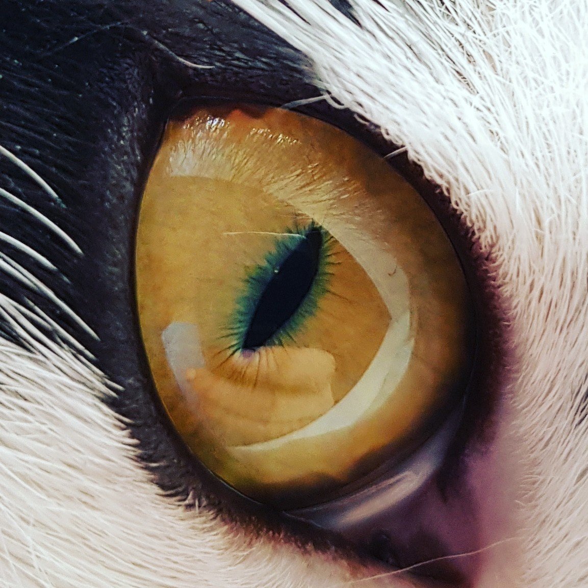 фанфик кошачьи глаза фото 23