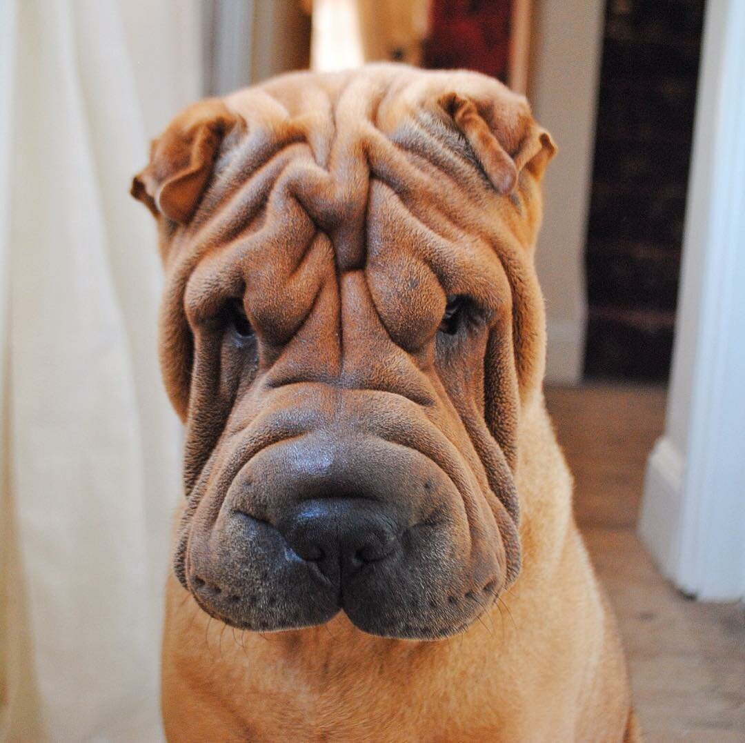 Фотография породы шарпей. Порода собак шарпей. Мастиф шарпей. Шарпей собака шарпей. Собачья порода шарпей.