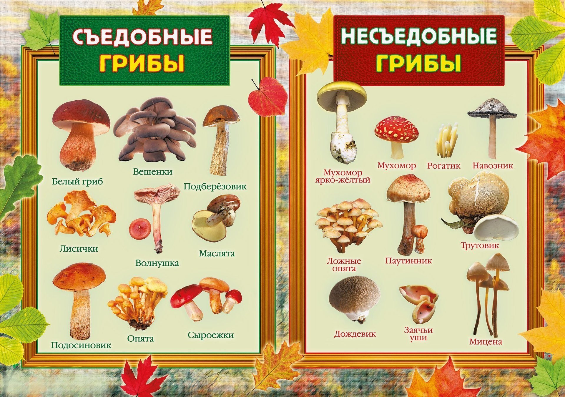 Ядовитые грибы рисунки - фото и картинки бородино-молодежка.рф