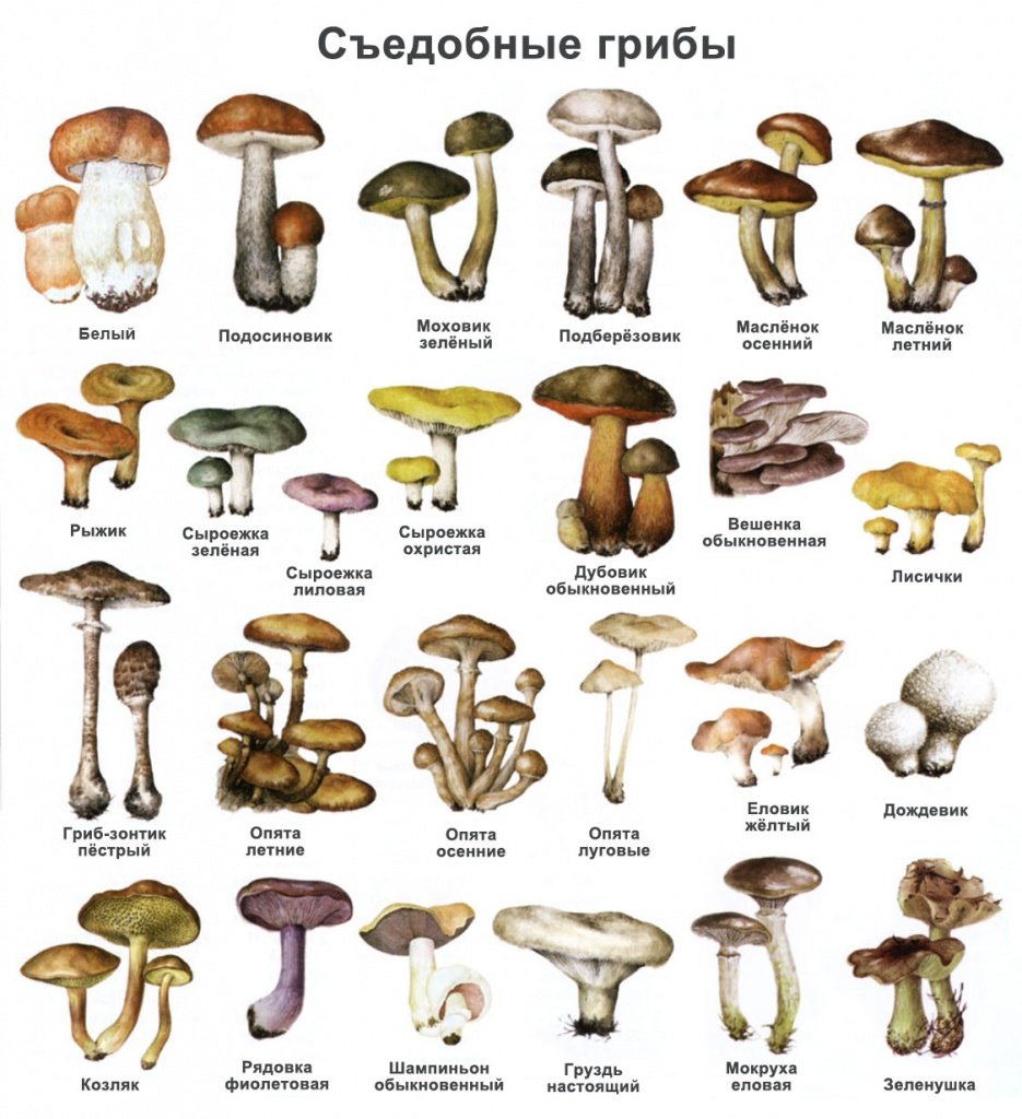 Несъедобные грибы картинки для детей