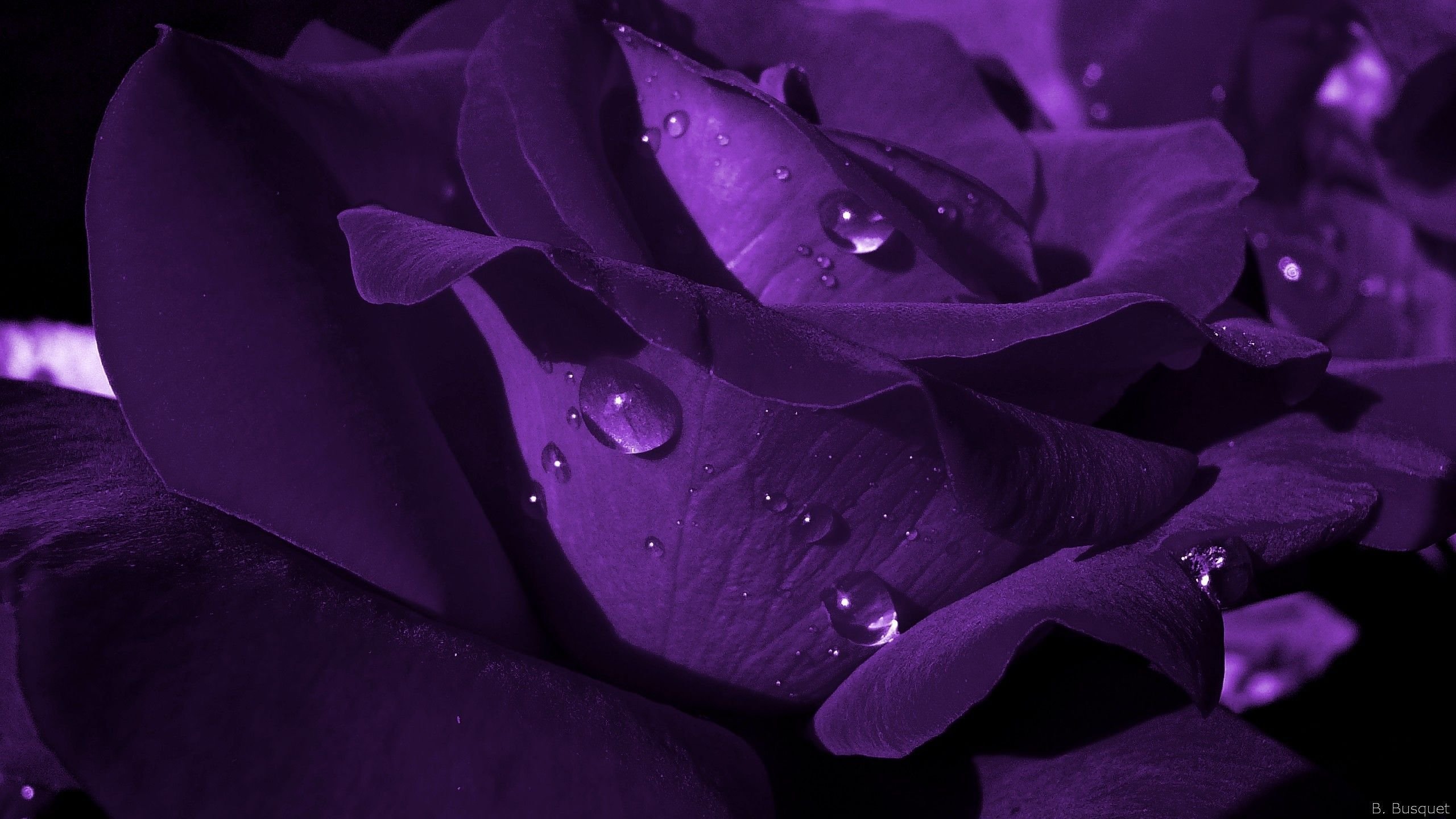 Красивые картинки фиолетового цвета - 69 фото