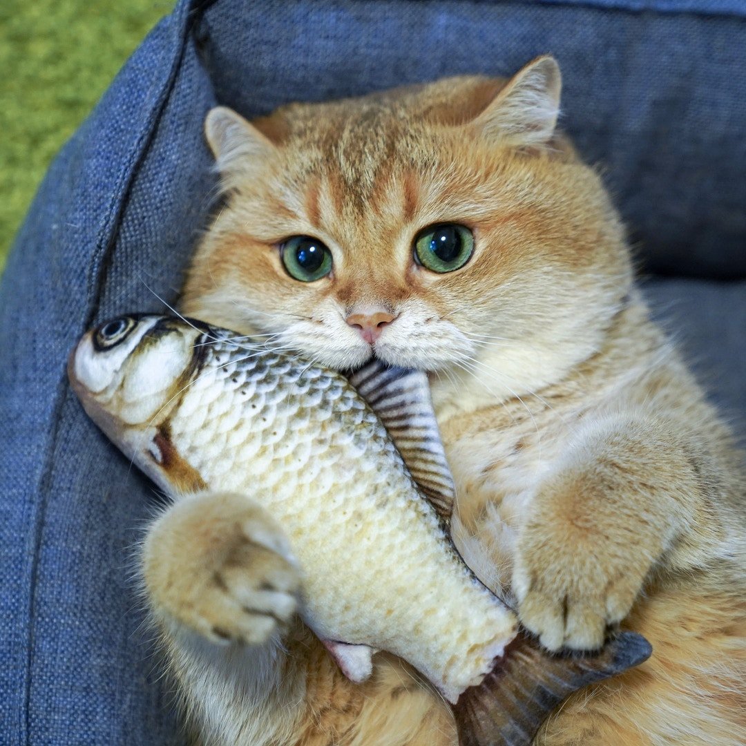 Рыжий кот с рыбой - картинки и фото webmaster-korolev.ru