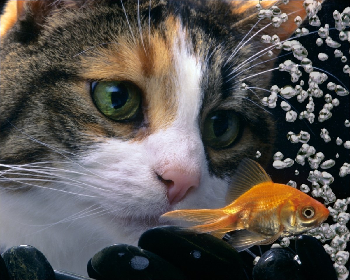 Cat eat fish. Кот с рыбой. Рыбка для кошки. Котик с рыбкой. Рыжий кот и рыба.