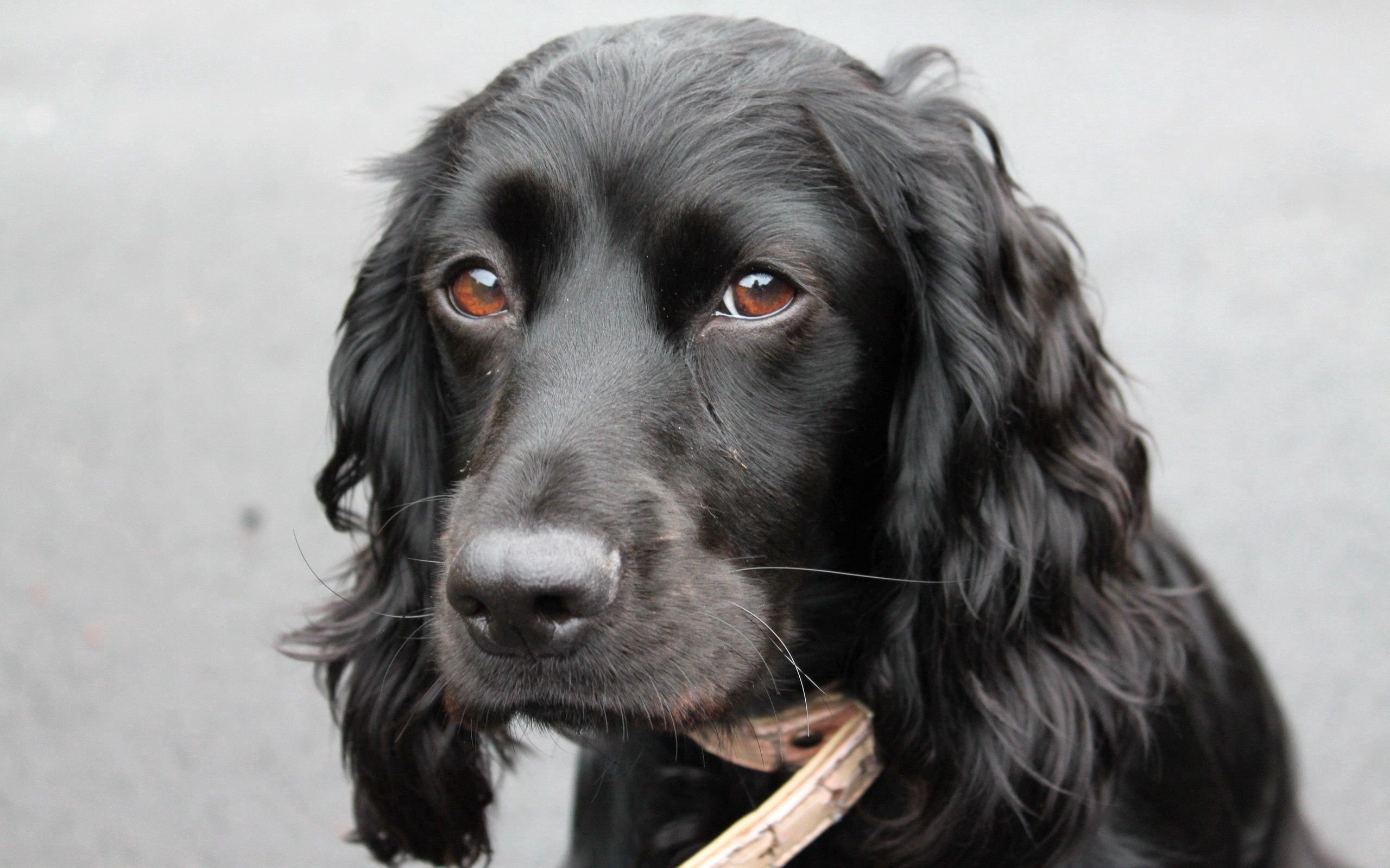 Черная собака с длинными ушами - 60 фото