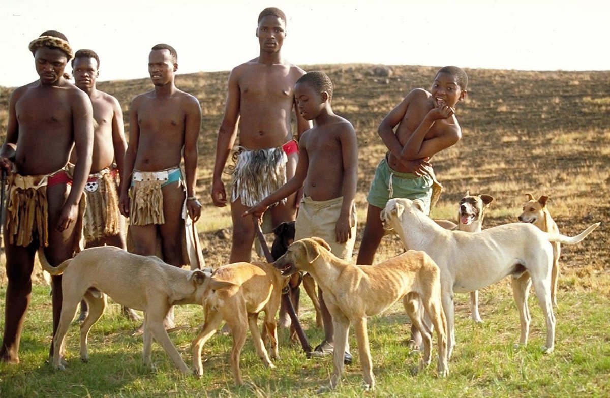 Собаки аборигены - 64 фото