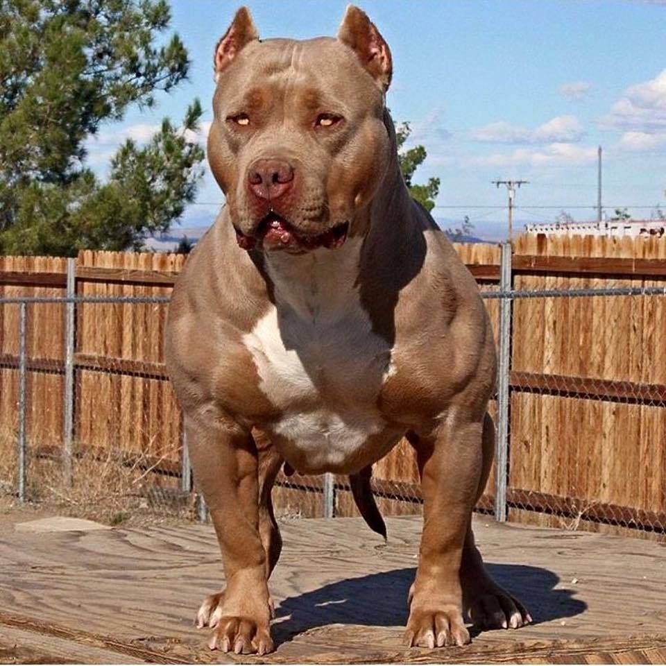 Самая мускулистая собака - 67 фото