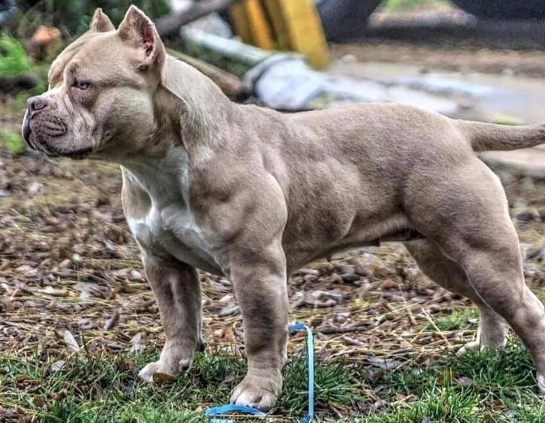 Американский питбультерьер