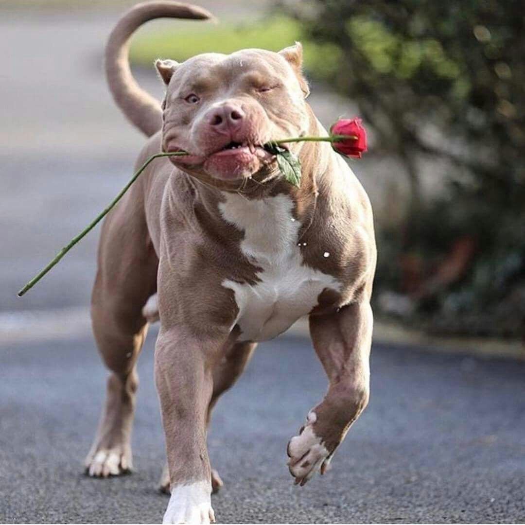 Американский стаффордширский питбультерьер черный