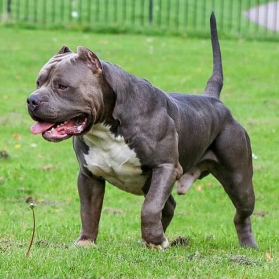 Булли Уиппет